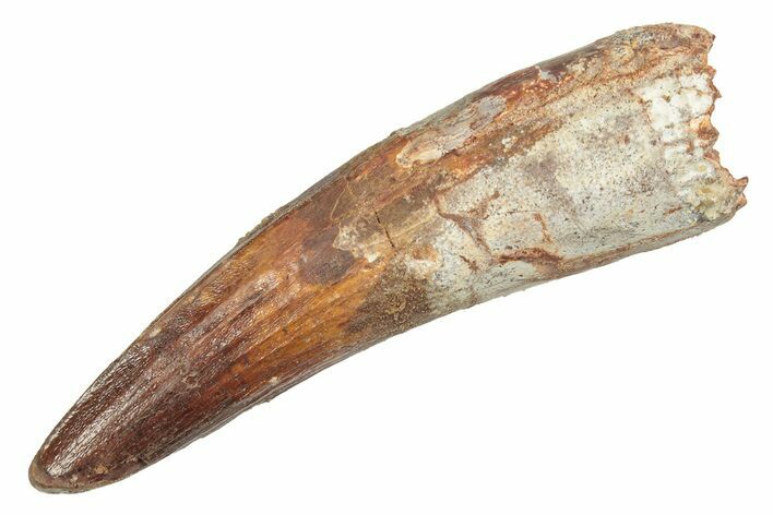 Fossil Spinosaurus Tooth - Real Dinosaur Tooth #233764
